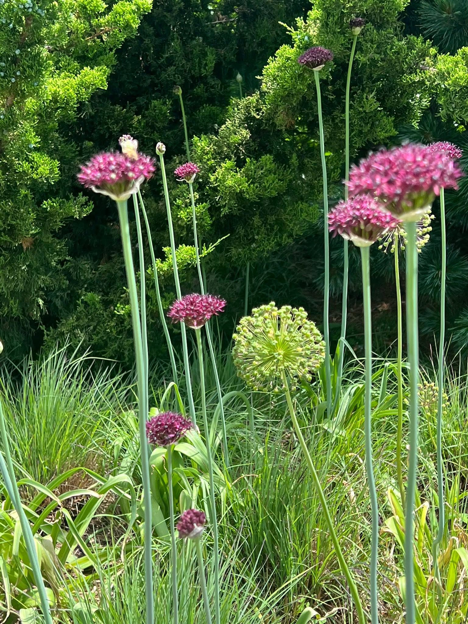 May be an image of lily of the Nile